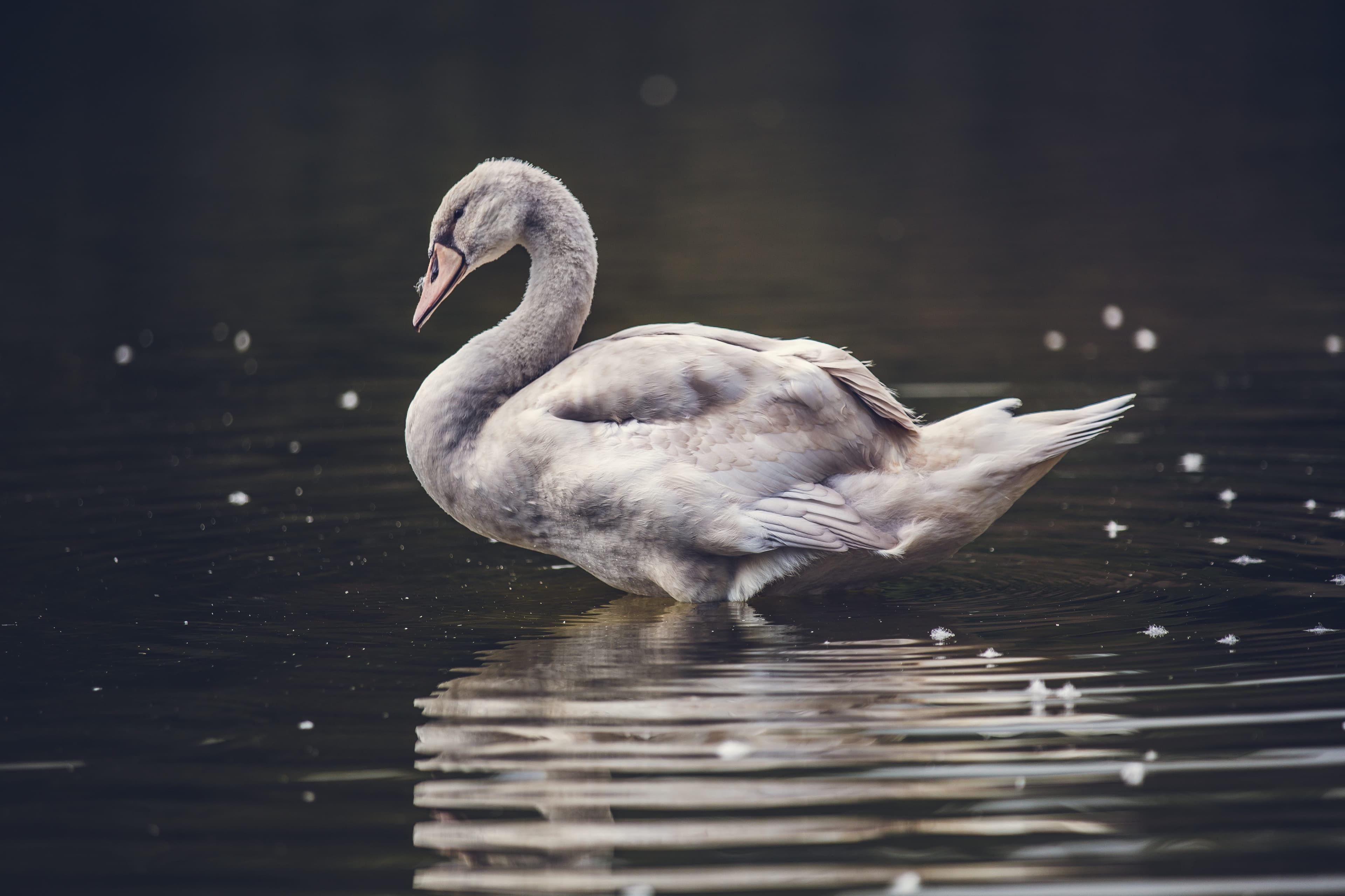 Cover Image for Preparing for the Unexpected: Why Grey Swan Events Should Reshape Your Cyber Risk Strategy